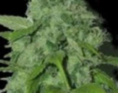 Sagarmatha Seeds - Purple Pinecone cannabis seed