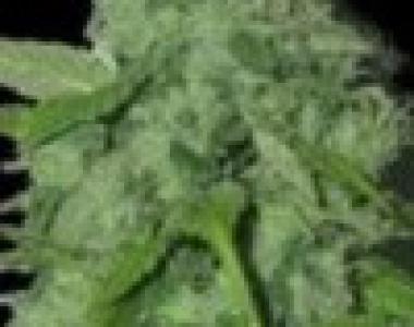 Sagarmatha Seeds - Quick Fix cannabis seed