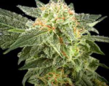 Sagarmatha Seeds - Rhode Island Skunk cannabis seed