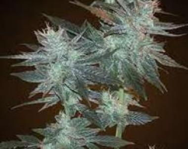 Sagarmatha Seeds - Santa Cruz Kush cannabis seed