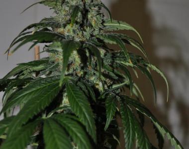 Sagarmatha Seeds - Silver Bullet cannabis seed