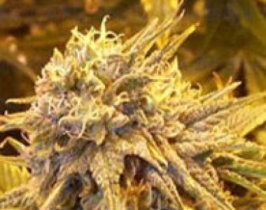 Sagarmatha Seeds - Silver Shadow Haze cannabis seed