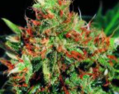 Sagarmatha Seeds - Slyder cannabis seed