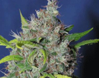 Sagarmatha Seeds - Smurfberry Automatic cannabis seed