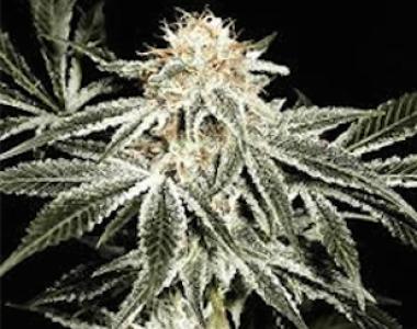 Sagarmatha Seeds - Solo Ryder cannabis seed