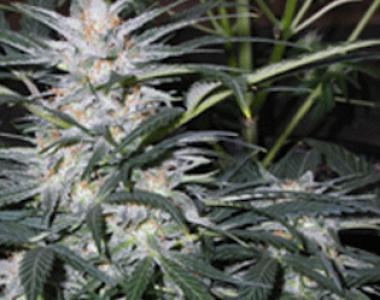 Sagarmatha Seeds - Star Ryder Automatic cannabis seed