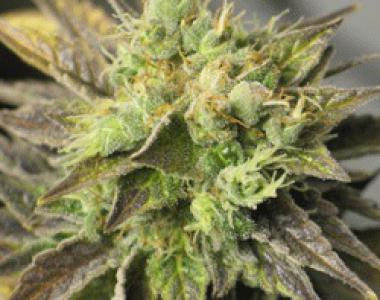 Sagarmatha Seeds - Strawberry Diesel cannabis seed