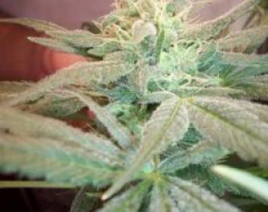 Sagarmatha Seeds - Strawberry D-Lite cannabis seed