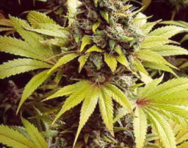 Sagarmatha Seeds - Strawberry Fields cannabis seed
