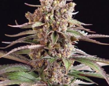 Sagarmatha Seeds - Stuporsonic cannabis seed