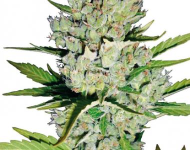 Sagarmatha Seeds - Super Skunk Automatic cannabis seed