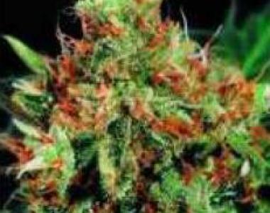 Sagarmatha Seeds - Thunderbolt cannabis seed