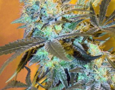 Sagarmatha Seeds - White Widow #2 Auto cannabis seed
