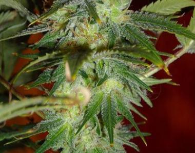 Sagarmatha Seeds - Yumbolt cannabis seed