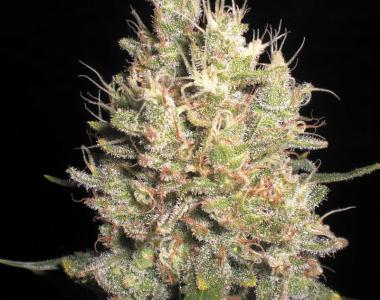 Samsara Seeds - Crazy Miss Hyde cannabis seed