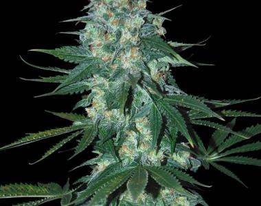 Samsara Seeds - El Alquimista cannabis seed