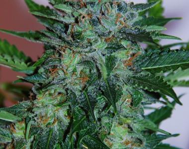 Samsara Seeds - Flash Babylon Auto cannabis seed