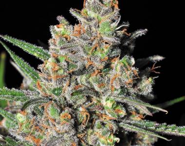 Samsara Seeds - Green Love Potion cannabis seed