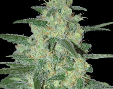 Samsara Seeds - Holy Grail 69 cannabis seed