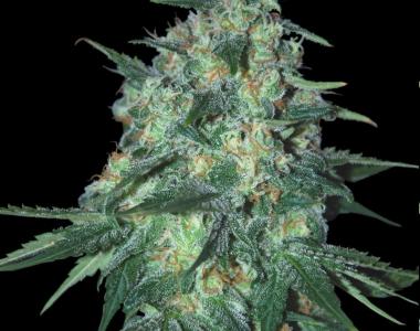 Samsara Seeds - Jekyll Passion cannabis seed