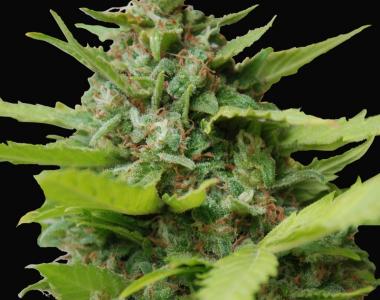 Samsara Seeds - Kiss Dragon cannabis seed