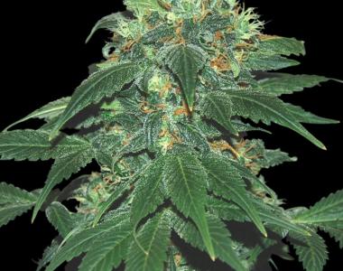 Samsara Seeds - Punky Lion cannabis seed