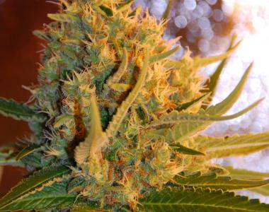 Samsara Seeds - Shot Adrenaline Auto cannabis seed