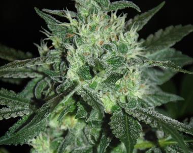 Samsara Seeds - Spicy White Devil cannabis seed