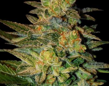 Samsara Seeds - Spiritual Punk cannabis seed