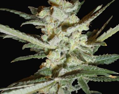 Samsara Seeds - Supersonic Crystal Storm Auto cannabis seed