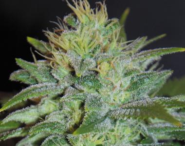 Samsara Seeds - Sweet Black Angel cannabis seed