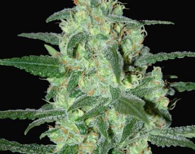 Samsara Seeds - Thunder Bloody Mary Auto cannabis seed