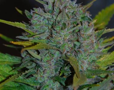 Samsara Seeds - Ultraviolet cannabis seed