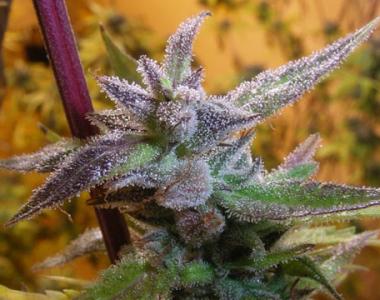 Secret Valley Seeds - Jamaican Grape cannabis seed