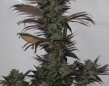 Secret Valley Seeds - Northern Flame cannabis seed