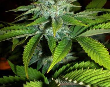 Seedism - Apple Jack cannabis seed