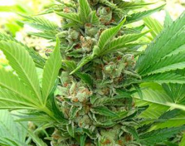 Seedism - Cheese cannabis seed