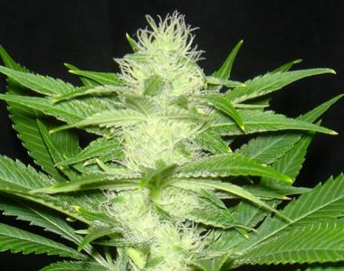 Seedism - Cheese Wreck cannabis seed