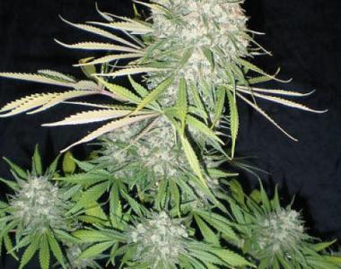 Seedism - Diesel cannabis seed