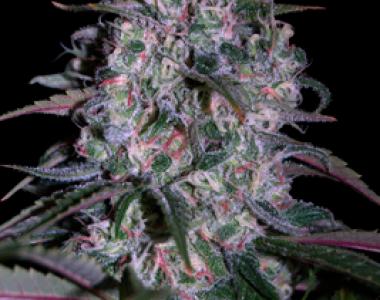 Seedmakers - Alakazam cannabis seed