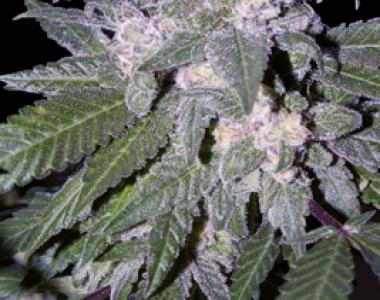 Seedmakers - Auto Blue cannabis seed