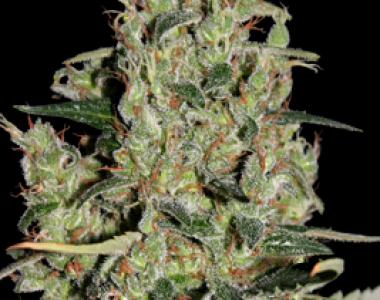 Seedmakers - Auto Critical cannabis seed