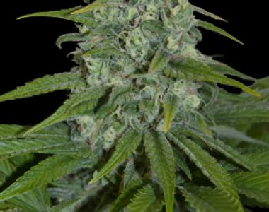 Seedmakers - Automax cannabis seed