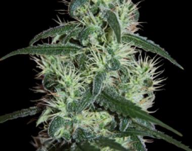 Seedmakers - Blizzard cannabis seed