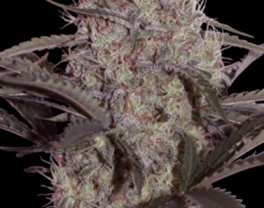 Seedmakers - Jack Widow cannabis seed
