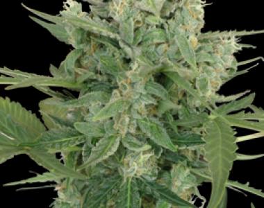 Seedmakers - Low Dwarf Auto cannabis seed