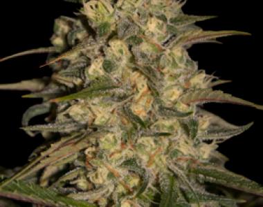 Seedmakers - Silver Jack cannabis seed