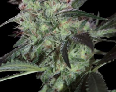 Seedmakers - Super Diesel cannabis seed