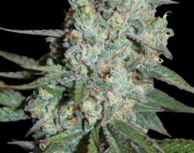 Seedmakers - Wonder Skunk cannabis seed