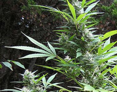 Seeds of Africa - Durban Magic cannabis seed